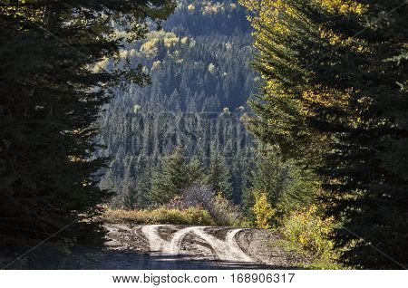 Autumn Colors Cypress Hills Canada