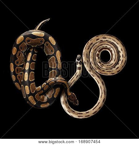 Two Eastern kingsnakes or common king snake and Ball or Royal python, isolated black background