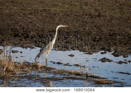 Blue Heron Saskatchewan prairie swamp Canada scenic