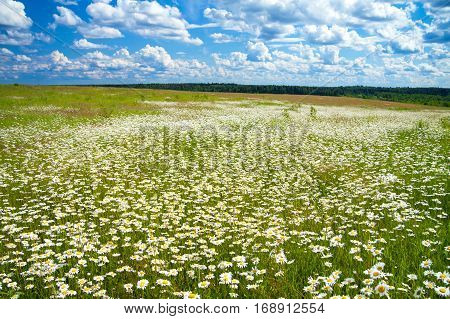 summer landscape with a field blue sky and white clouds. flowers camomiles on meadow.blossoming chamomiles