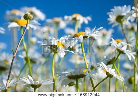 flowers camomiles on meadow. blossoming wildflowers chamomiles close up