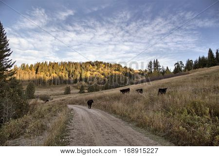 Autumn Colors Cypress Hills Canada