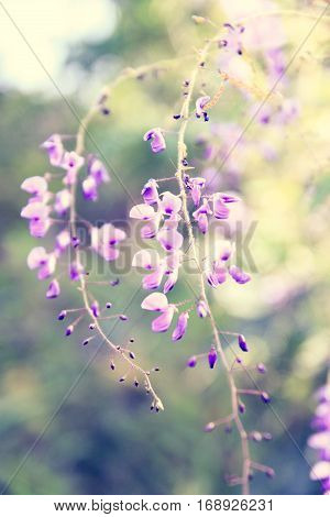 Beautiful Flower Background