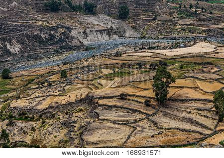 Farming terraces in the Colca Valley Peru. View into the Colca Valley with terraced fields .The deepest canyons in the world