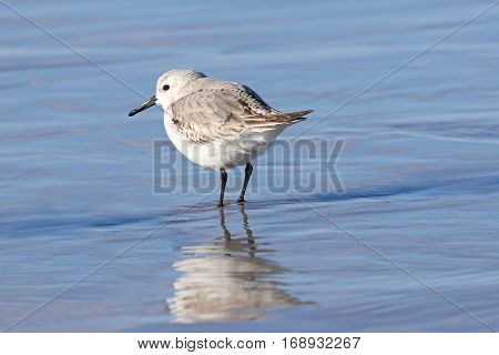 A sanderling (Calidris alba) standing on the shore at Crane Beach, Ipswich, Massachusetts