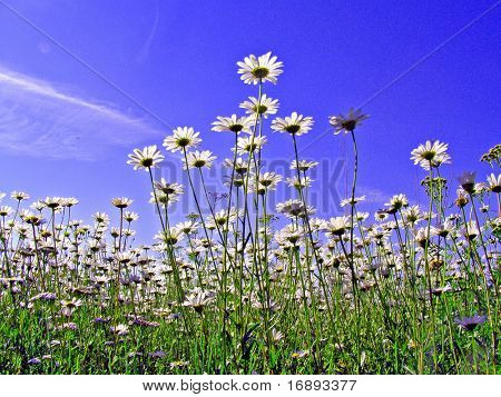 daisywheels en campo