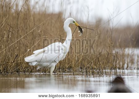 Great Egret in the lake of the Roman coast in Italy