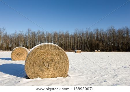 Golden hay bales in a snow covered winter field. Rural landscape with focus on the foreground bale and copy space in the sky if needed.