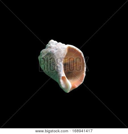 Shiny macro single seashell isolated on black