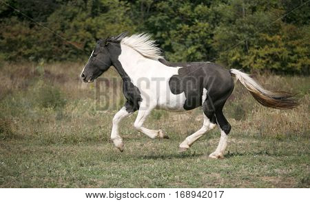 American young paint horse running gallop across a green field pasture summer time