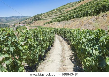 Europe Portugal Douro Valley Porto a region that runs from the Spanish-Portugal border to the coast. Valley is lined with steeply sloping hills vineyards.
