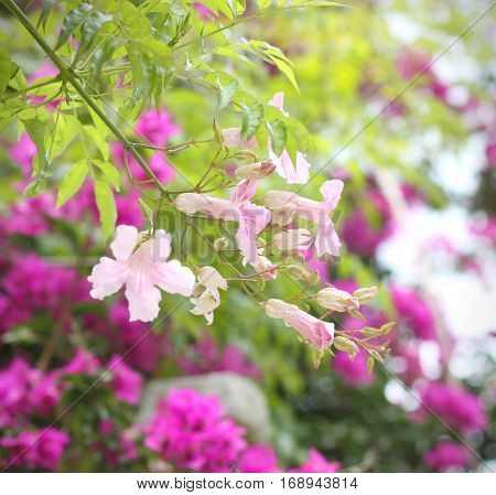 Pink Cobaea Flower On Background Of Blooming Garden