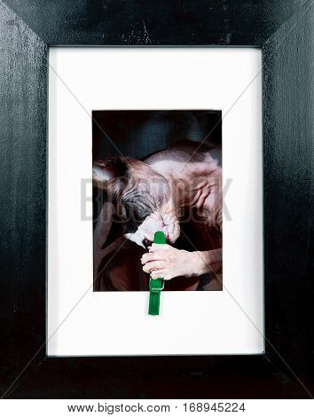 Cat in a black frame is played with a clothespin