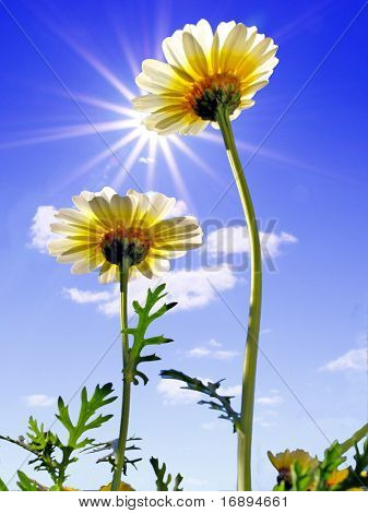 Chrysanthemen auf Hintergrund blauer Himmel