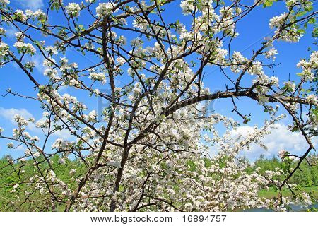 Flowers di aple alberi