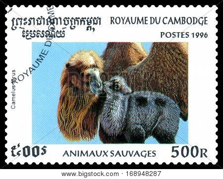 STAVROPOL RUSSIA - January 27 2017 : A Postage Stamp Printed in the Cambodia Shows Bactrian camel (Camelus ferus) circa 1996