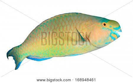 Tropical fish isolated: Bullethead Parrotfish on white background