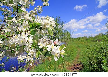 Flowers di aple alberi