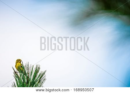 tiny bird perched on top of evergreen tree