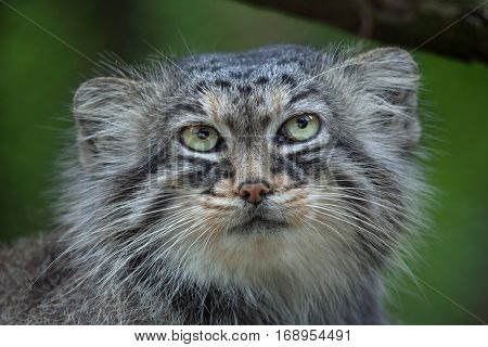 Pallas's cat (Otocolobus manul), also known as the manul. 