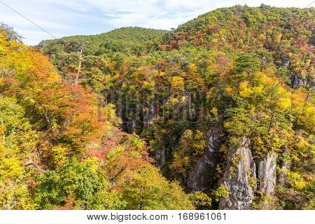 Autumn foliage on the cliff
