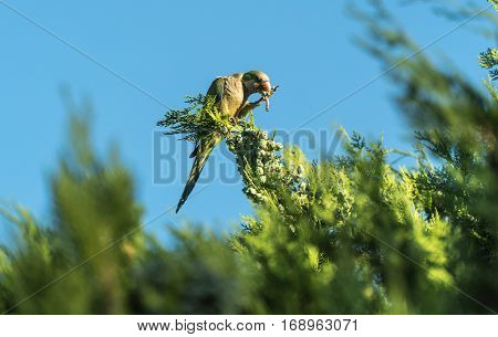 Green parrot, standing on a tree branch