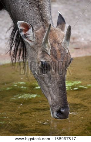 Nilgai (Boselaphus tragocamelus), also known as the nilgau or blue bull.
