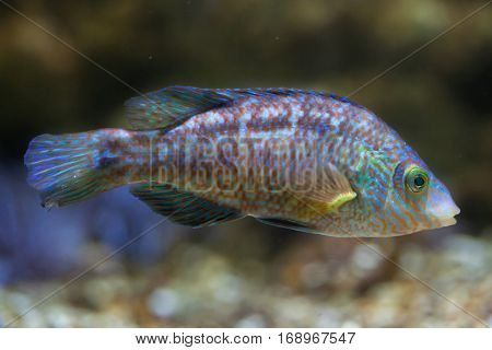 Corkwing wrasse (Symphodus melops). Marine fish.