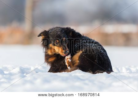 Australian Shepherd Dog Gnawing At The Paw