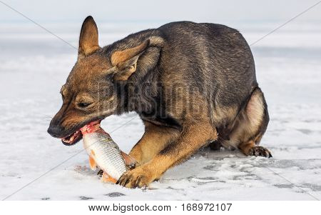 The hungry pooch eat fresh fish roach on the ice
