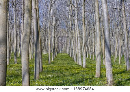 A row of poplars growing in the the riverside.