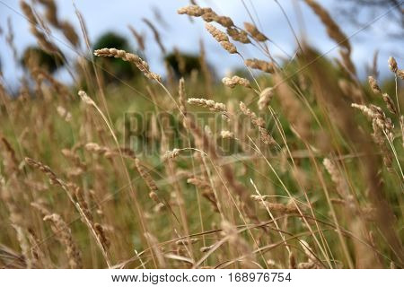 Ryegrass field on a sunny day. Ornamental garden grasses decorative light brown grass .