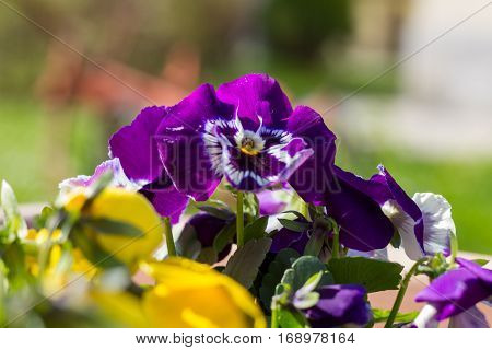 Pansy. Flowers of purple and yellow color on the vase.