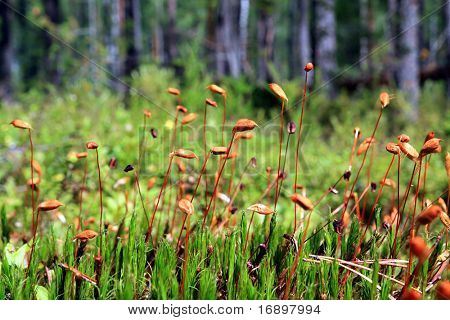 marsh moss