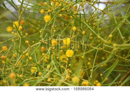 Cluster of yellow flowers and leaves. Background Wild Spring Yellow Flowers.