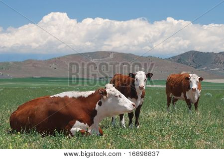 Hereford kvæg