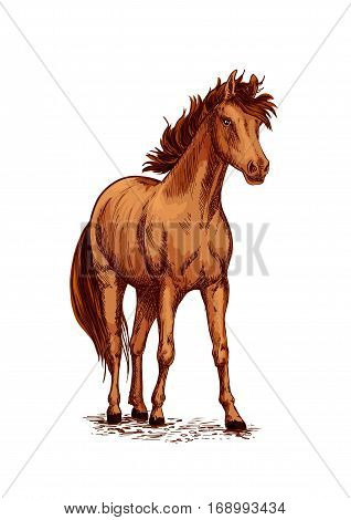 Horse foal or young mare vector sketch. Brown wild or farm stallion symbol for equestrian racing sport, horse riding races club, equine exhibition. Arabian brown mustang standing on ground and stomping or stamping with hoof