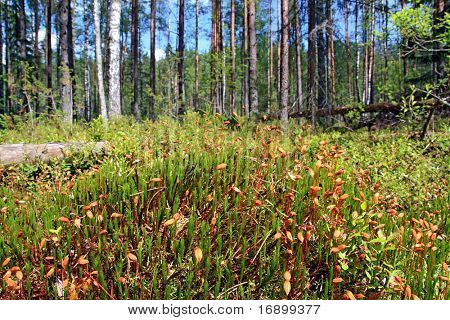 marsh moss
