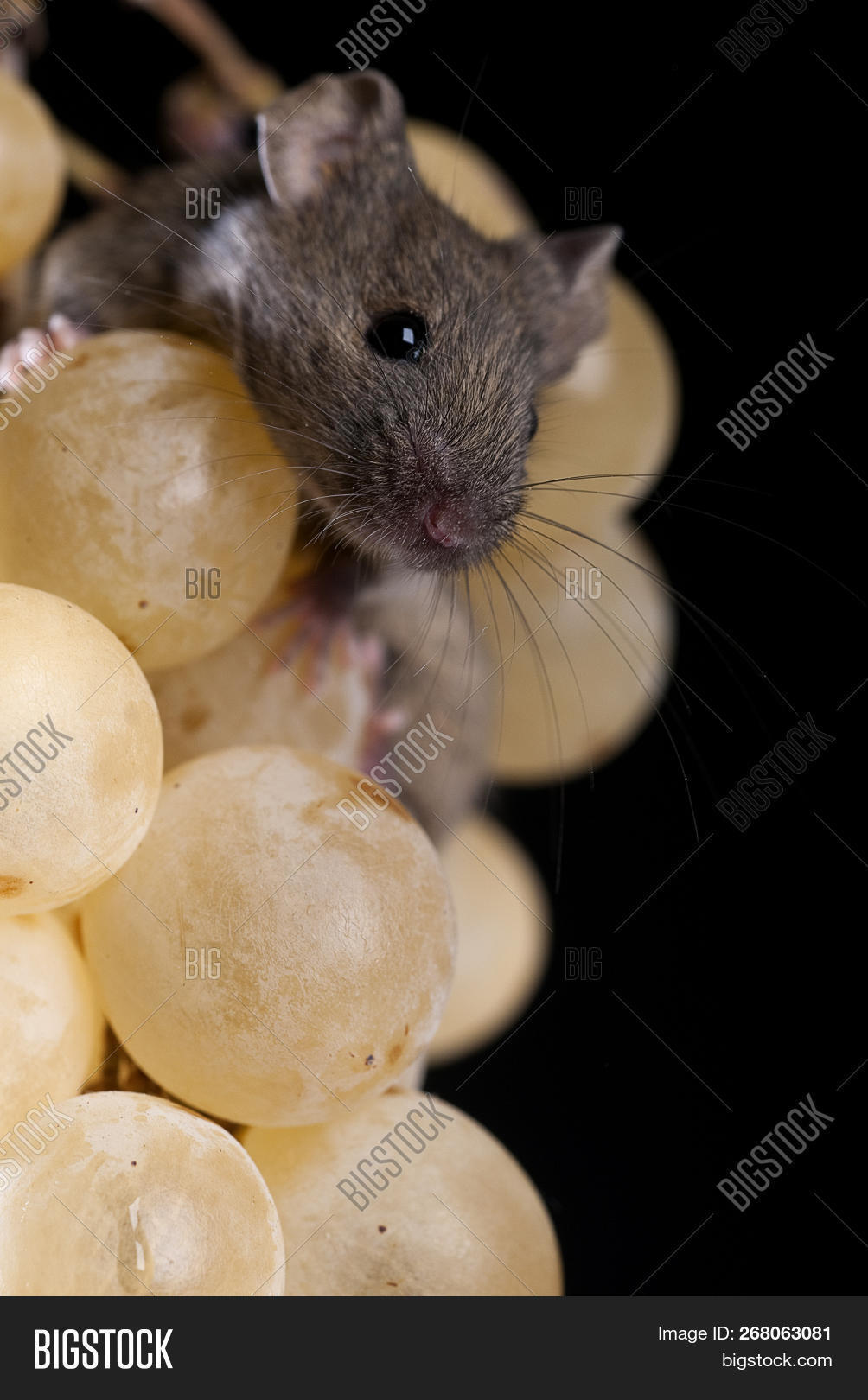 Mouse Eating Grapes, Image & Photo (Free Trial) Bigstock