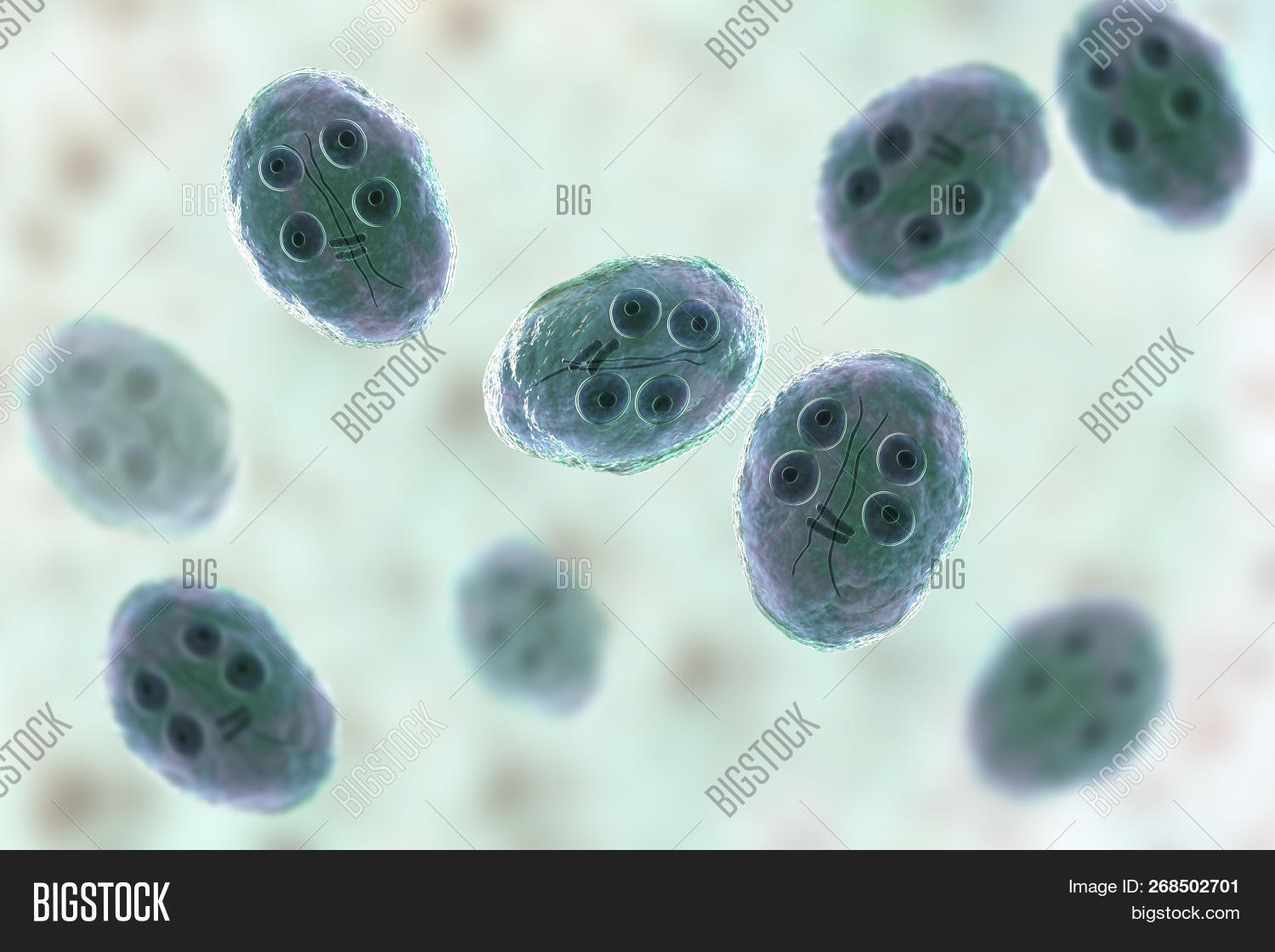 Cyst Giardia Image & Photo (Free Trial) Bigstock