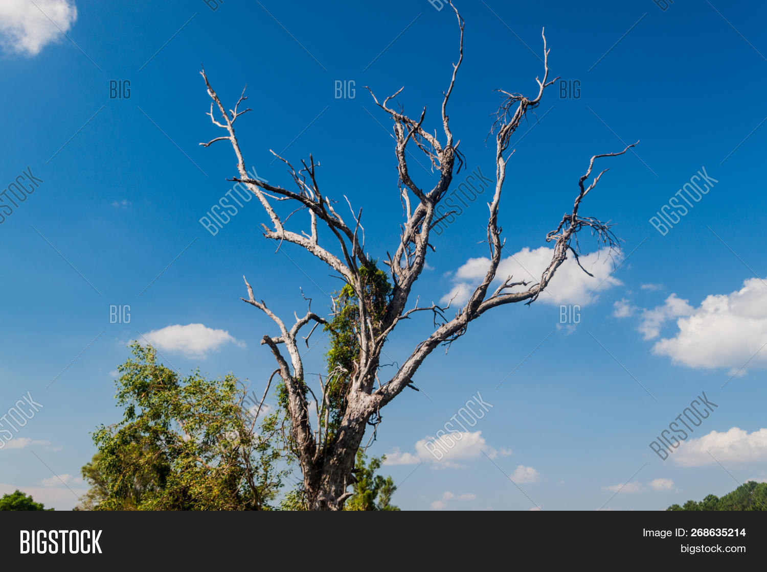 Dead Treei Esteros Del Image & Photo (Free Trial) | Bigstock