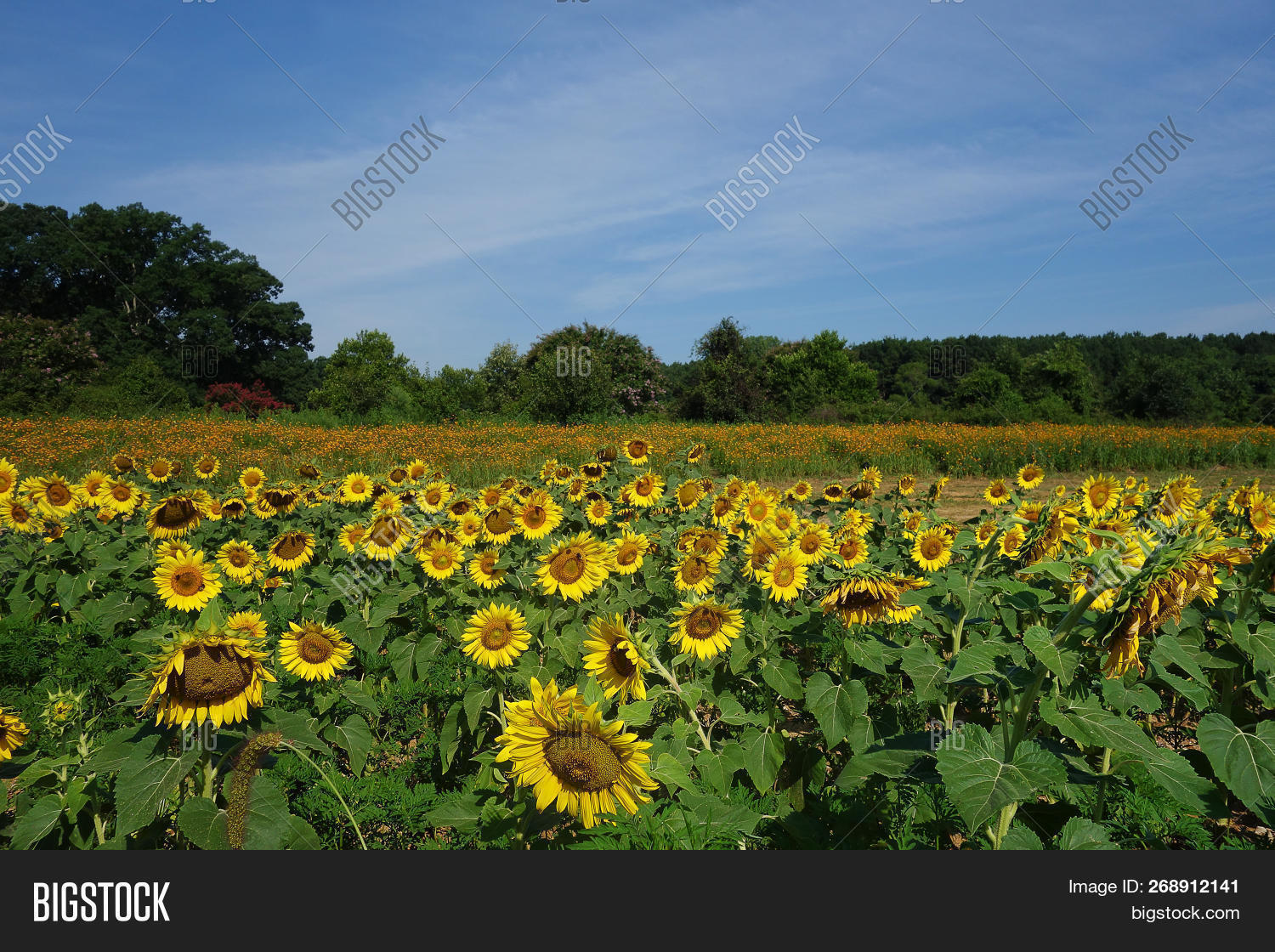 Field Sunflowers Dix Image & Photo (Free Trial) Bigstock