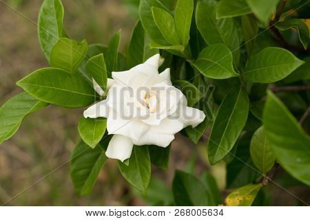 Close Up Of White Cape Jasmine Or Gardenia Jasmine Flower ( Gardenia Augusta (l.) Merr. ) Beautiful 