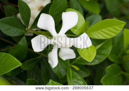 Close Up Of White Cape Jasmine Or Gardenia Jasmine Flower ( Gardenia Augusta (l.) Merr. ) Beautiful 