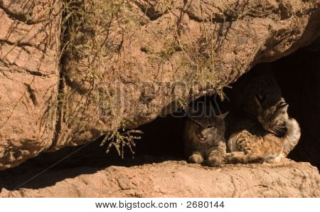 Bobcats