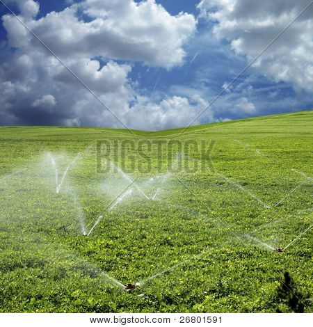 Una imagen de campos de hortalizas de primavera