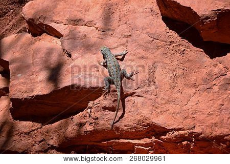 Western Fence Lizard (sceloporus Occidentalis) Which Belongs In The Order Squamata (snakes And Lizar