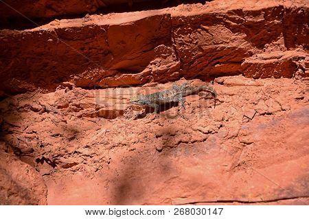 Western Fence Lizard (sceloporus Occidentalis) Which Belongs In The Order Squamata (snakes And Lizar
