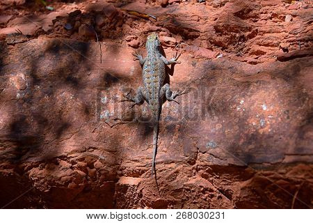 Western Fence Lizard (sceloporus Occidentalis) Which Belongs In The Order Squamata (snakes And Lizar