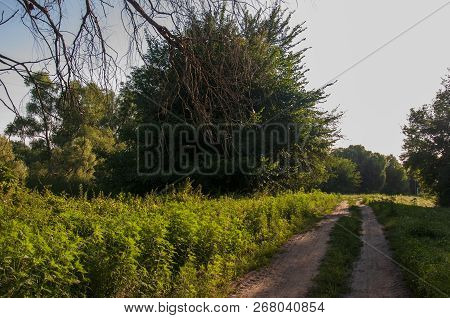 Path Through Green Forest And Little River Near. Places For Walk On The Fresh Air In Summer